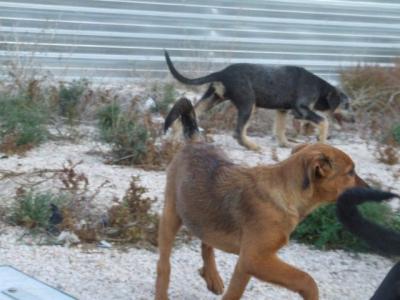Clavo – Lecker Frätzchen sucht lecker Körbchen!
