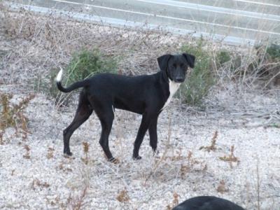 Otello – Welpencharmeur mit Bestnoten für die fröhliche Familie!