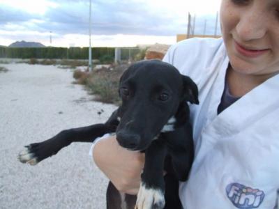 Otello – Welpencharmeur mit Bestnoten für die fröhliche Familie!