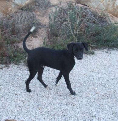 Otello – Welpencharmeur mit Bestnoten für die fröhliche Familie!