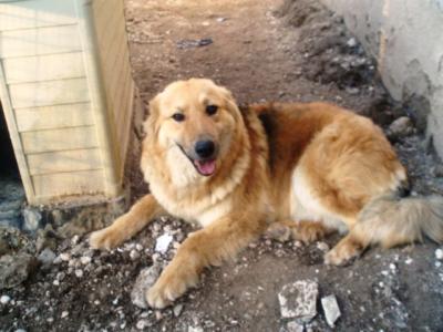 Lasy – Der freundliche, wunderschöne Mittelpunkt der Familie!