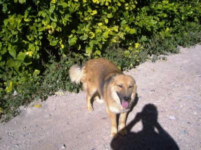 Lasy – Der freundliche, wunderschöne Mittelpunkt der Familie!