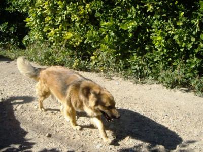 Lasy – Der freundliche, wunderschöne Mittelpunkt der Familie!