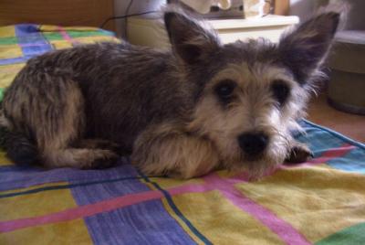 Daisy – 5 Kilo Frohsinn schauen neugierig Richtung Familie!