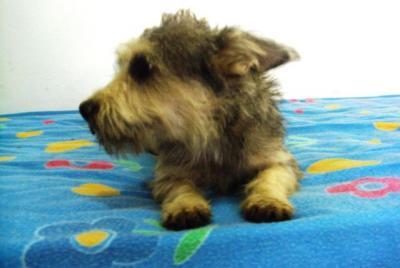 Daisy – 5 Kilo Frohsinn schauen neugierig Richtung Familie!