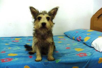 Daisy – 5 Kilo Frohsinn schauen neugierig Richtung Familie!