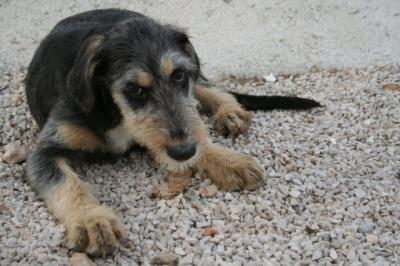 Nora – Vorsicht, Welpenknutschie nimmt Familienpeilung auf!