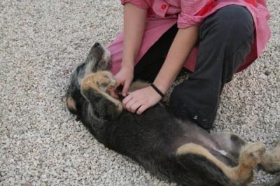 Nora – Vorsicht, Welpenknutschie nimmt Familienpeilung auf!