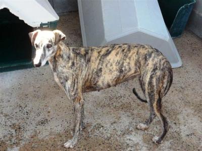 Shena – Cool Girl mit hoffnungsvollem Blick Richtung Familie!