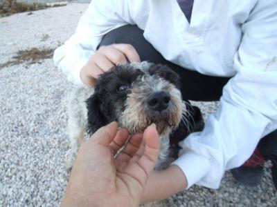 Rizitos – Kleines, armes, liebes Männlein sehnt sich sooo nach Zuwendung!