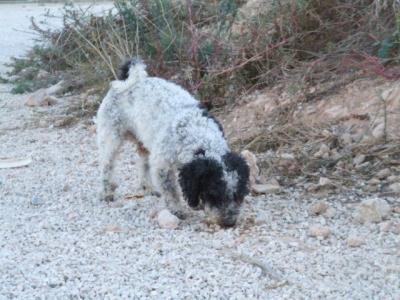 Rizitos – Kleines, armes, liebes Männlein sehnt sich sooo nach Zuwendung!