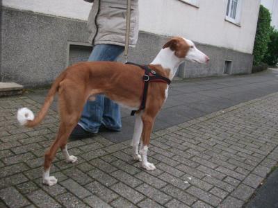 Filipo – Liebevolle, unkomplizierte Majestät sucht SEINE Couch!