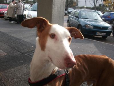 Filipo – Liebevolle, unkomplizierte Majestät sucht SEINE Couch!