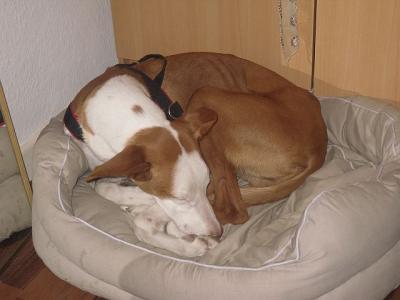 Filipo – Liebevolle, unkomplizierte Majestät sucht SEINE Couch!