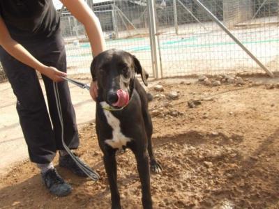 Lucho – Hier bestechen Souveränität, Ruhe und unendliche Liebe!