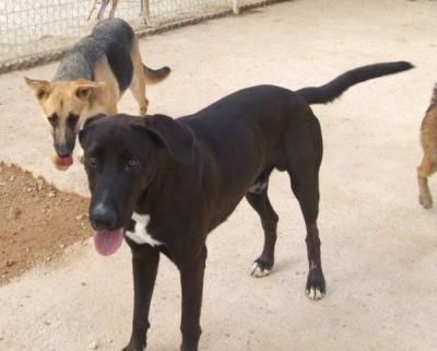 Lucho – Hier bestechen Souveränität, Ruhe und unendliche Liebe!