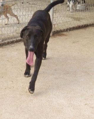 Lucho – Hier bestechen Souveränität, Ruhe und unendliche Liebe!