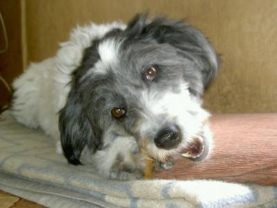 Rosalie - Ihre tolle Familienhündin