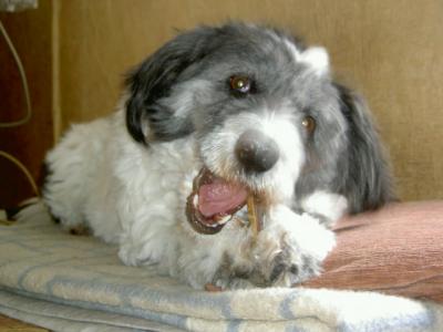 Rosalie - Ihre tolle Familienhündin