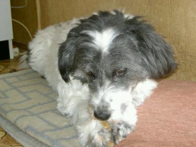 Rosalie - Ihre tolle Familienhündin