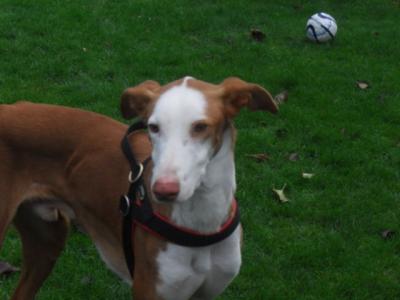 Filipo – Liebevolle, unkomplizierte Majestät sucht SEINE Couch!