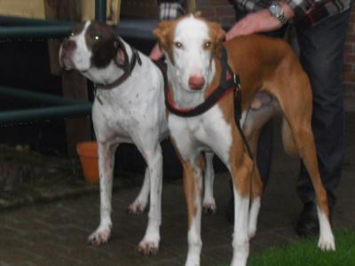 Filipo – Liebevolle, unkomplizierte Majestät sucht SEINE Couch!