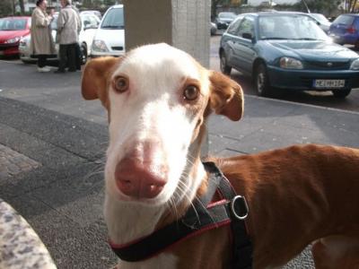 Filipo – Liebevolle, unkomplizierte Majestät sucht SEINE Couch!