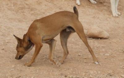 Pini – Freundliches Fliegengewicht mit riesigem Herzen!