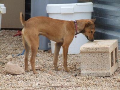 Pini – Freundliches Fliegengewicht mit riesigem Herzen!