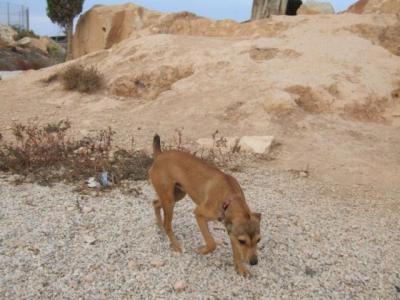 Pini – Freundliches Fliegengewicht mit riesigem Herzen!