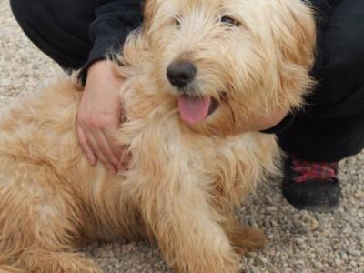 Ludo – Die fröhliche, liebenswerte Form des Wuschelalarms!