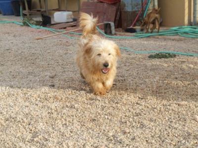 Ludo – Die fröhliche, liebenswerte Form des Wuschelalarms!