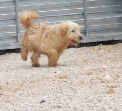 Ludo – Die fröhliche, liebenswerte Form des Wuschelalarms!