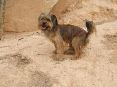 Tiki – Fröhlicher, handlicher Wuschelburschi schaut Richtung Familiencouch!