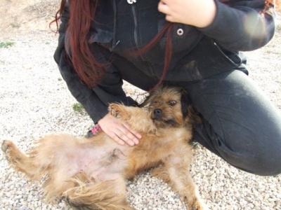 Tiki – Fröhlicher, handlicher Wuschelburschi schaut Richtung Familiencouch!