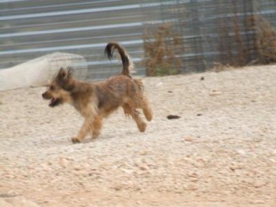 Tiki – Fröhlicher, handlicher Wuschelburschi schaut Richtung Familiencouch!