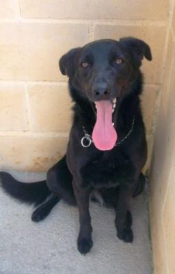 Bianca – Fröhliche lackschwarze Perle mit blütenweißer Seele!