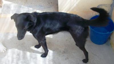 Bianca – Fröhliche lackschwarze Perle mit blütenweißer Seele!