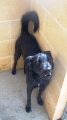 Bianca – Fröhliche lackschwarze Perle mit blütenweißer Seele!