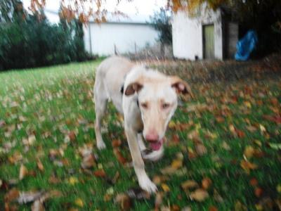 Laika – Wo steht die passende Couch für unsere Goldmaus?