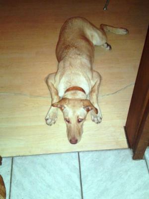 Laika – Wo steht die passende Couch für unsere Goldmaus?