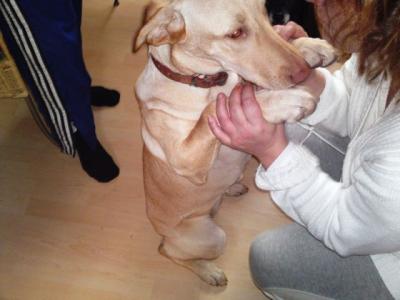 Laika – Wo steht die passende Couch für unsere Goldmaus?