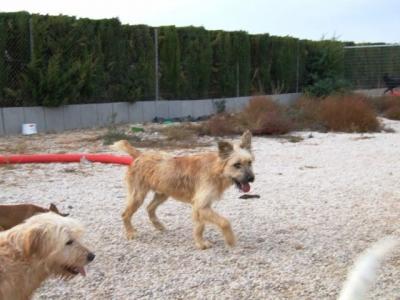 Liana – Lustiges „Pinselohräffchen“ sucht liebe Hunde Couch!