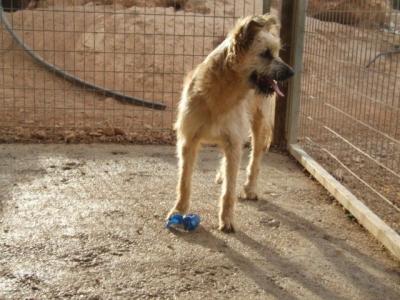 Liana – Lustiges „Pinselohräffchen“ sucht liebe Hunde Couch!