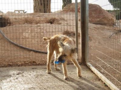 Liana – Lustiges „Pinselohräffchen“ sucht liebe Hunde Couch!