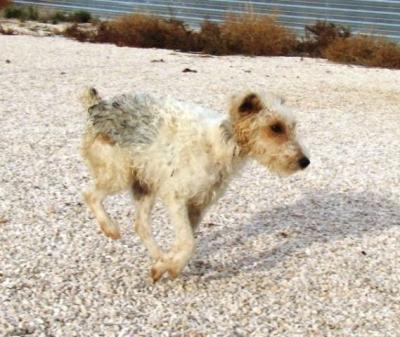 Aida – Alle Foxi Fans an die Couch Front, bitte!