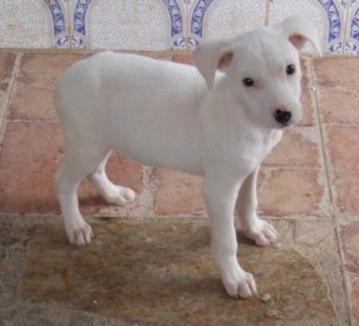 Idelia – Entzückendes Schneeflöckchen bittet um Kuschelcouch!