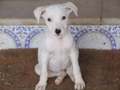 Idelia – Entzückendes Schneeflöckchen bittet um Kuschelcouch!