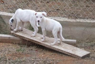 Idelia – Entzückendes Schneeflöckchen bittet um Kuschelcouch!
