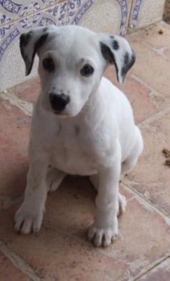 Iara – Zuckersüßes Schneeweißchen nimmt Familienpeilung auf